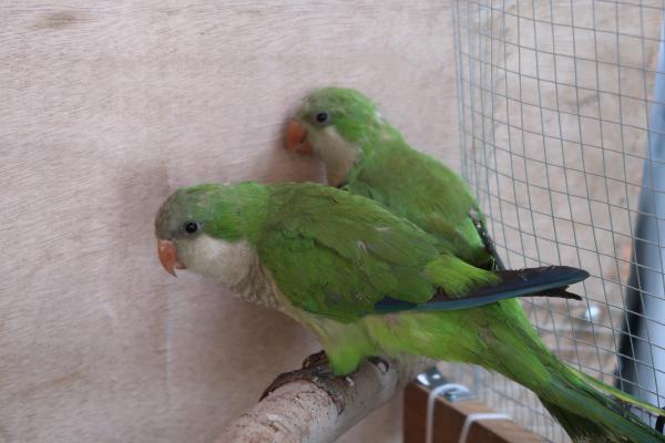 שני תוכים קוואקר חמודים בני