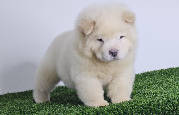 רמה מאוד גבוה דובוני צאו