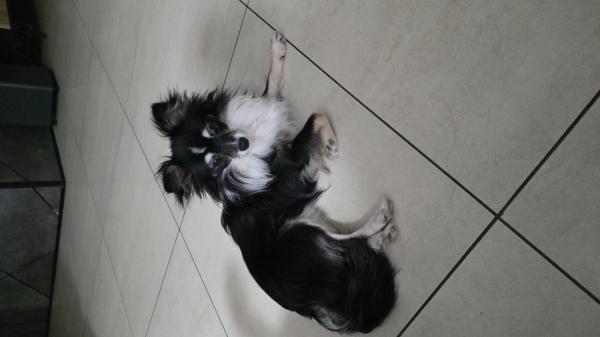 צ'יוואוואה מעורב בן פחות מ10 חודשים