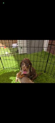 *נותרו גורים אחרונים* גורי תחש