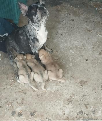 גורי בולדוג צרפתי מעורבים, בני