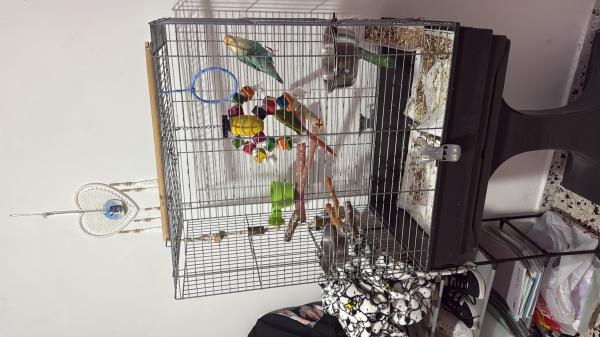 למכירה תוכי אהבה וגרינציק כולל כלוב