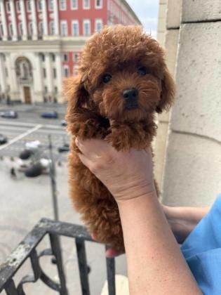 גורי פודל צעצוע גזעיים לאימוץ