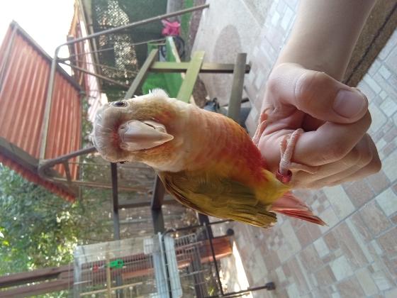 תוכי מסוג גרינצ'יק אננס, בגיל