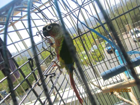 קוניור גרינצ'יק , ילו סיידד