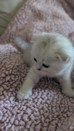 גורי חתולים סקוטיים מקסימים מחפשים