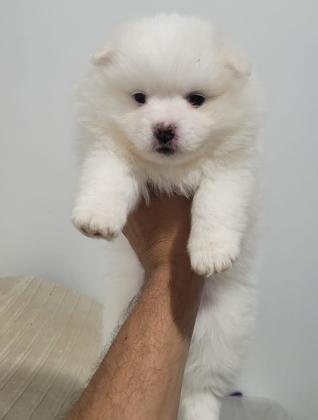 מתוקה של ממש פורמניין שפיץ