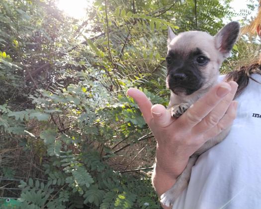 גורי בולדוג צרפתי מעורבים, בני