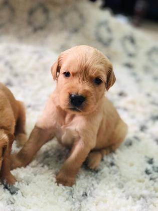 ✨ למכירה – גורי גולדן