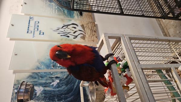 קאיק ראש שחור בן 3