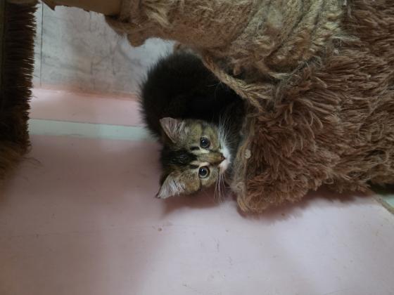 גורים סקוטי בני 3 חודש