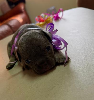 גורי בולדוג צרפתי, נולדו ב