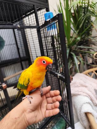 תוכי מקסים קוניור שמש האכלת