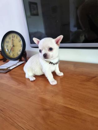 גורת צ'יוואווה, נקבה, תאריך לידה