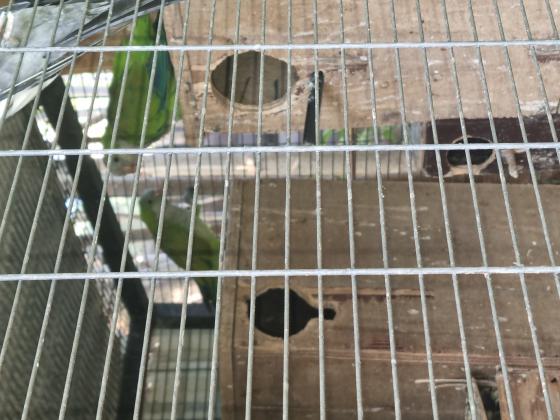 למכירה / החלפה זוג דררות וקוואקר