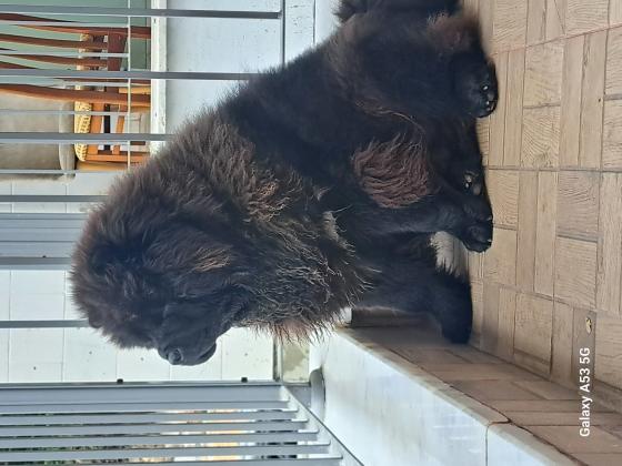 מחפש זיווג לצאו צאו זכר