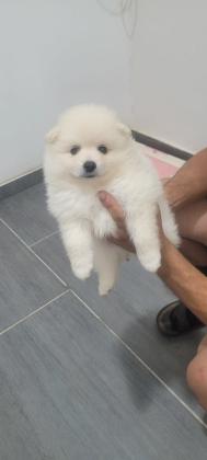 פורמניין מתוקה שפיץ גזע נפלא