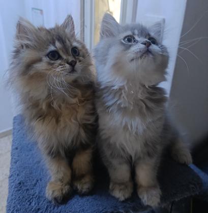 גור סקוטי זכר צבע נדיר