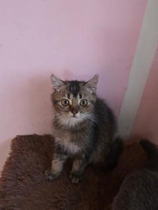 גורים סקוטי בגיל 3 חודש