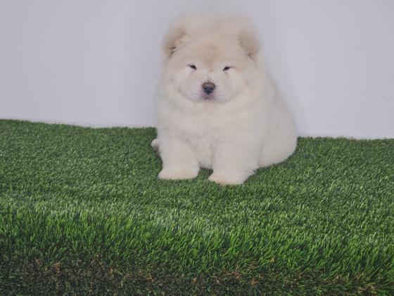 דובוני צאו מושלמים רמה