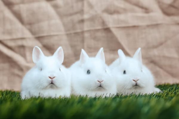 ארנבונים מנסים הולנדים מתוקים ויפים,