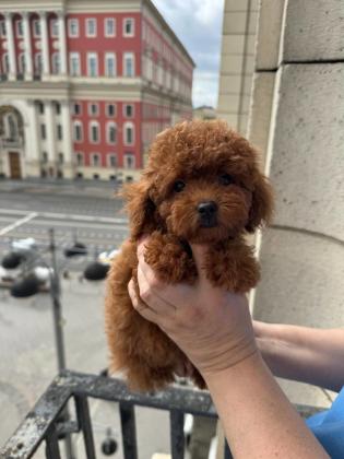 גורי פודל צעצוע גזעיים לאימוץ