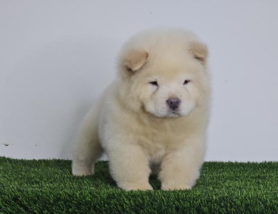 רמה מאוד גבוה דובוני צאו