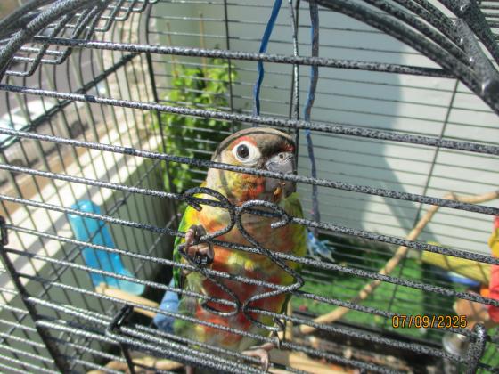 כלוב לתוכי בצבע שחור נפתח