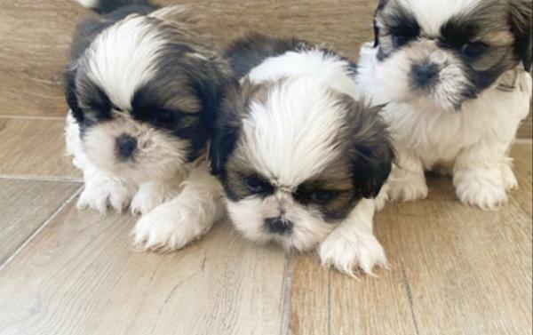 גורי שיצו טריקולור היפואלרגנים שנמסרים