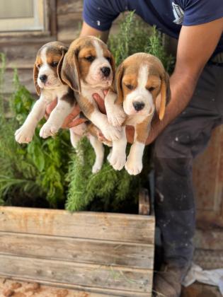 גורים מתוקים מסוג ביגל בגיל