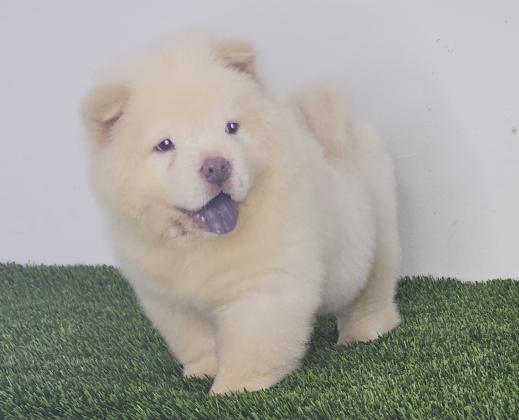 דובוני צאו מושלמים רמה