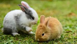 ארנבונים מסוג ננסי ראש אריה