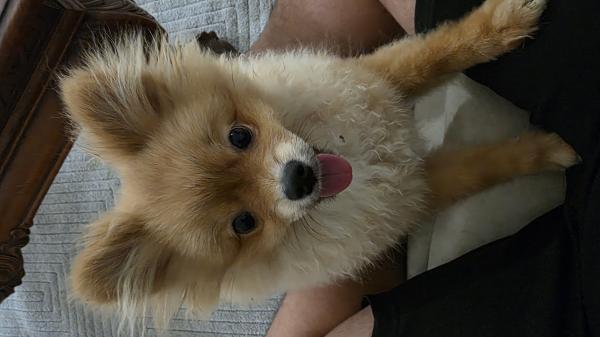 ✨ למכירה ✨כלבת פומרניאן נקבה