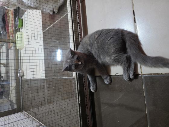 נישארו 2 גורות בריטי בת חצי שנה