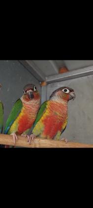 קוניורים גריינציק פרא