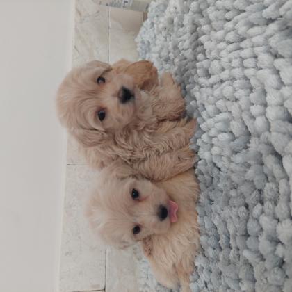 גורי מלטיפו מושלמים