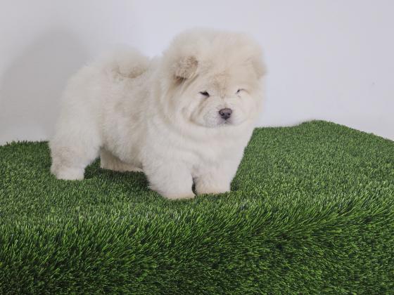 דובוני צאו מושלמים רמה