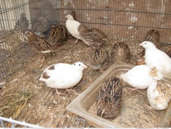 שלטים מסוג יפני מטילות יום