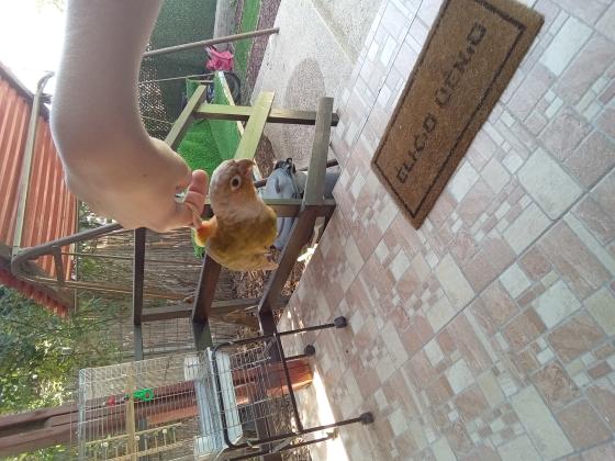 תוכי מסוג גרינצ'יק אננס, בגיל