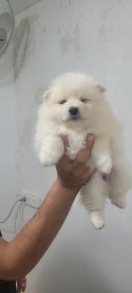 פורמניין שפיץ גזע נפלא לומד