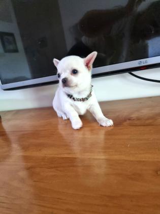 גורת צ'יוואווה, נקבה, תאריך לידה