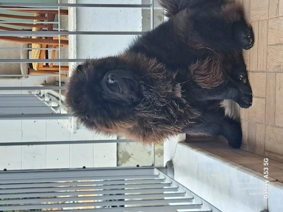 מחפש זיווג לצאו צאו זכר