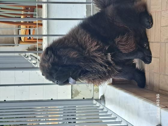 מחפש זיווג לצאו צאו זכר