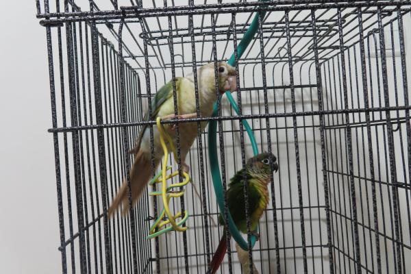 למכירה שני תוכים מסוג גרינציק