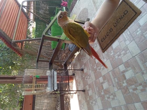 תוכי מסוג גרינצ'יק אננס, בגיל