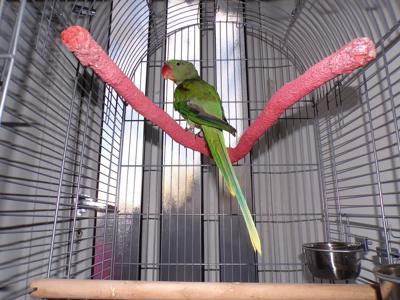 אלכסנדרין חברותי מאוד בן 7