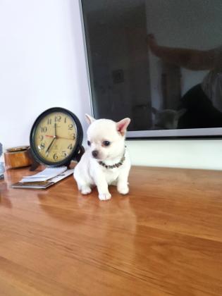 גורת צ'יוואווה, נקבה, תאריך לידה