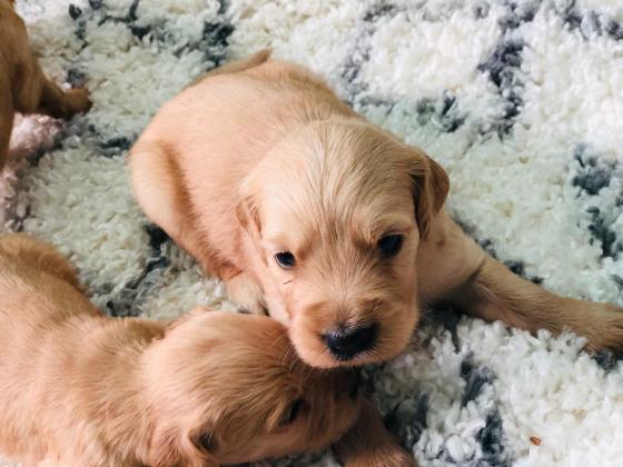 ✨ למכירה – גורי גולדן