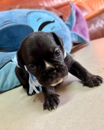 גורי בולדוג צרפתי, נולדו ב