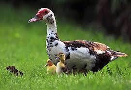 ברווזונים בכמה גילאים, יש גם